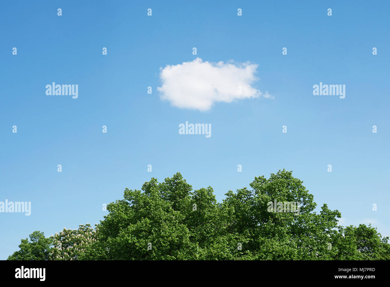 Ciel bleu avec des nuages blancs au-dessus de la cime des arbres verts, horizontal nature background with copy space Banque D'Images