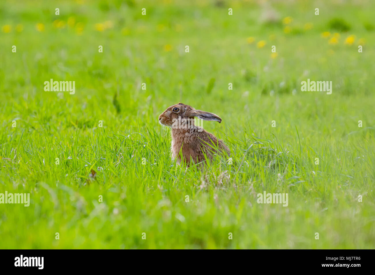 European Brown Hare (Lepus europaeus) en été, les terres agricoles, Royaume-Uni Banque D'Images