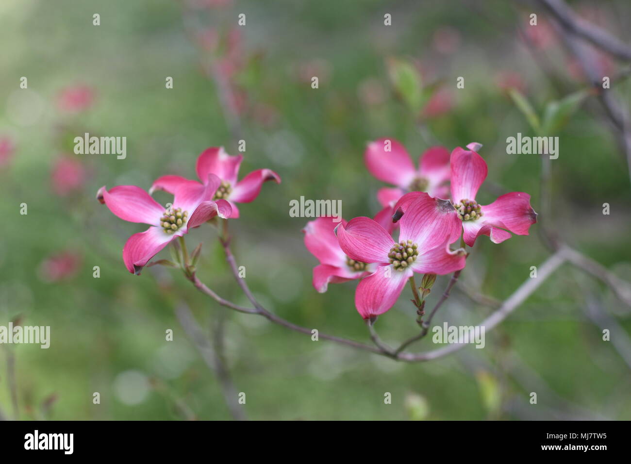 Fleurs roses de Cornus florida rubra forma Banque D'Images