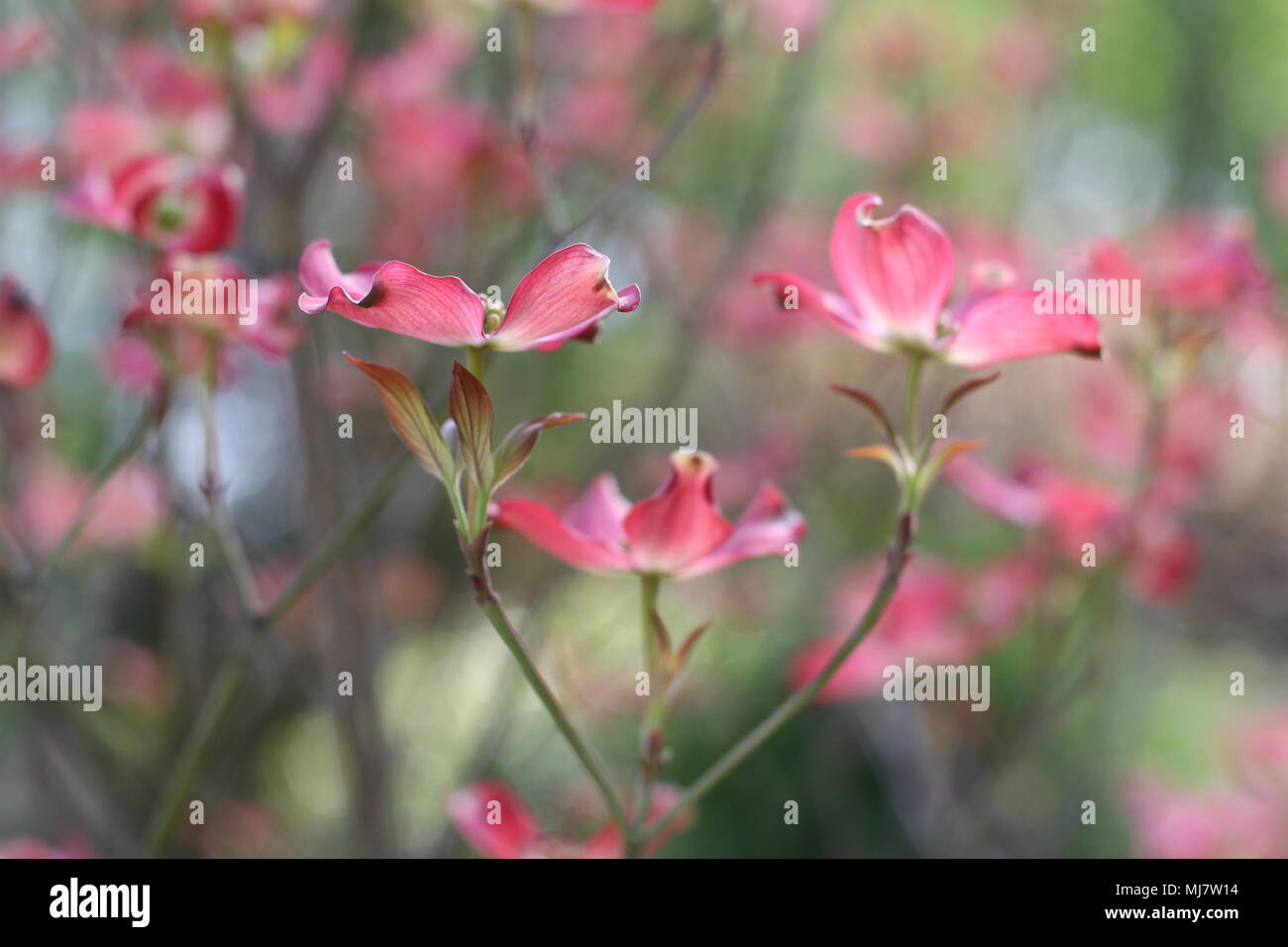 Fleurs roses de Cornus florida rubra forma Banque D'Images