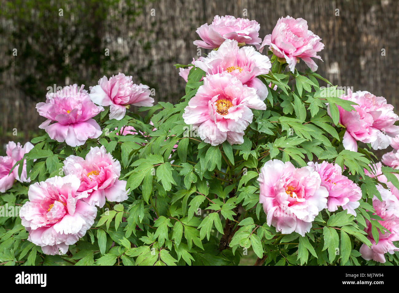 Paeonia suffruticosa ' ' Yatsukajishi- l'arbre de la pivoine, de pivoines Banque D'Images