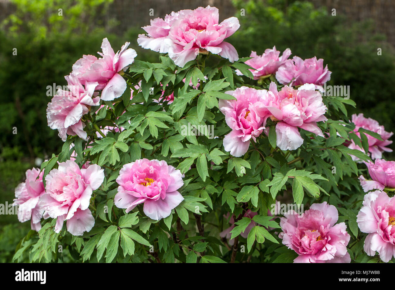Paeonia suffruticosa ' ' Yatsukajishi- l'arbre de la pivoine, de pivoines Banque D'Images