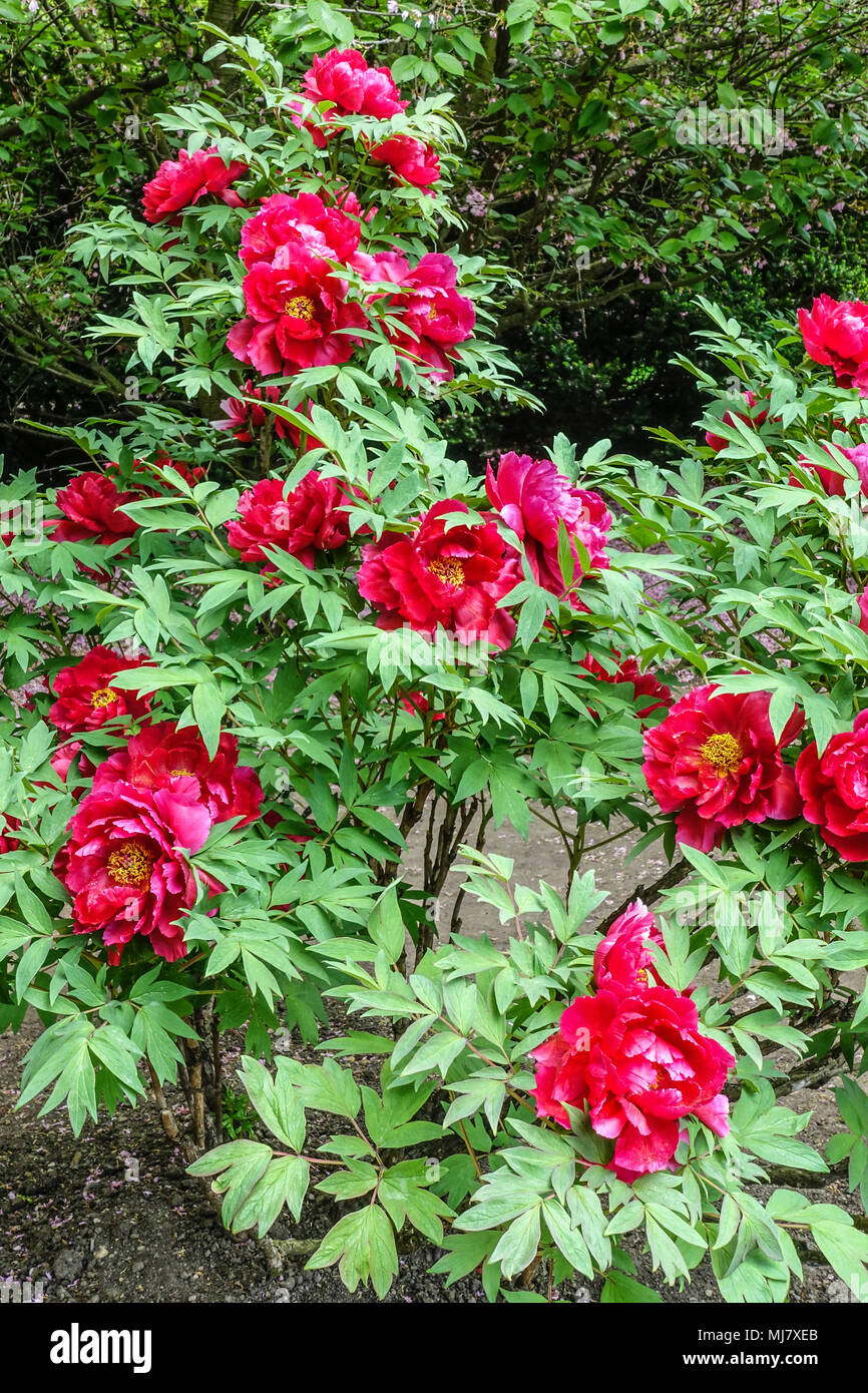 Paeonia suffruticosa - Arbre japonais, la pivoine arbustive rouge pivoines, belles fleurs dans un jardin de fleurs Banque D'Images