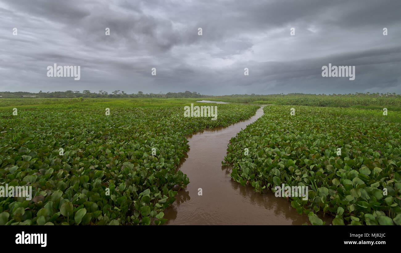 Le Venezuela, fleuve Orinoco, 2014 Banque D'Images
