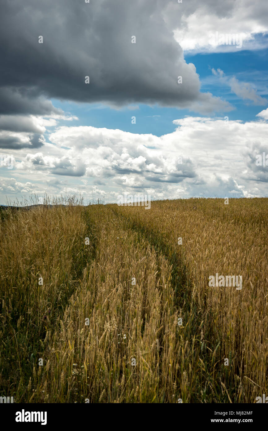 Allemagne Cornfield Banque D'Images