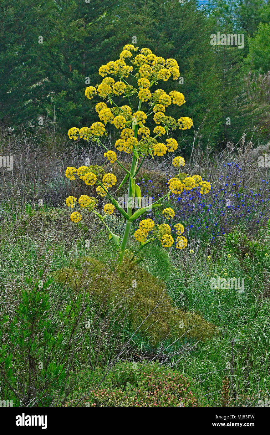 Close up de la Ferula communis Fenouil géant sauvage de plus en plus dans la campagne de Chypre Banque D'Images