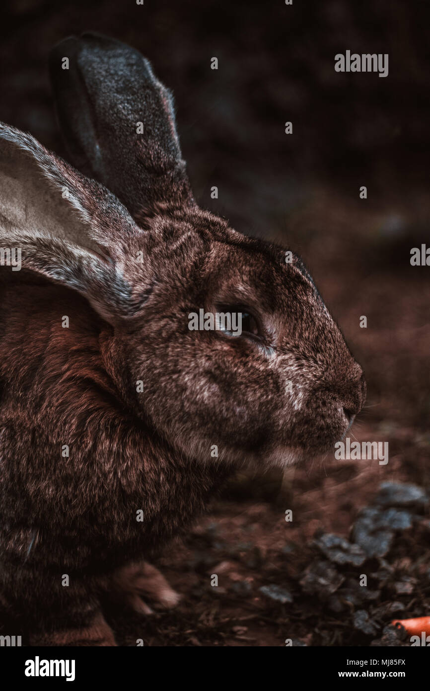 Un gros lapin. La race est appelé 'Deutscher Riese' Banque D'Images