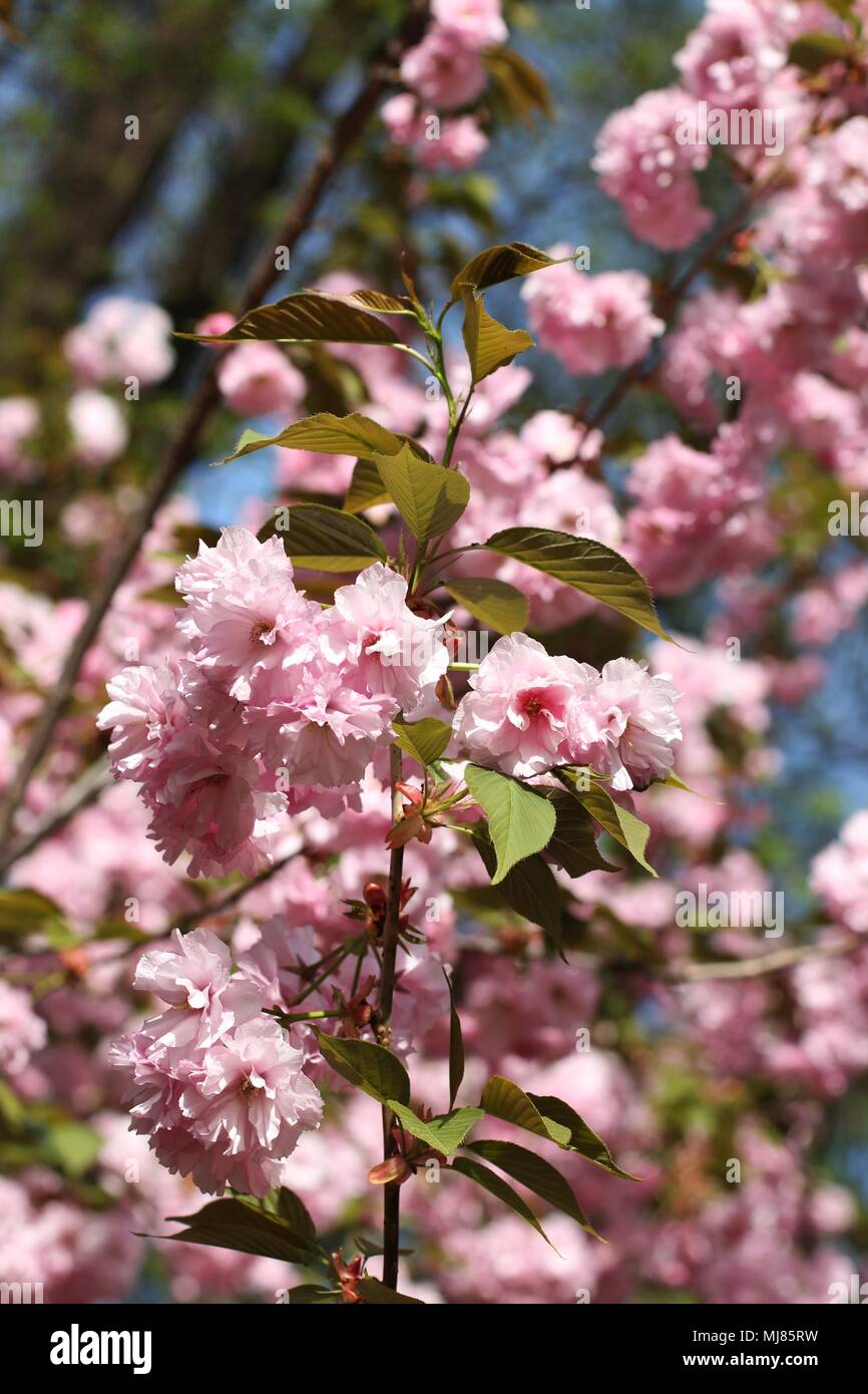 Fleurs rose de cerisier du Japon (Prunus serrulata) Banque D'Images