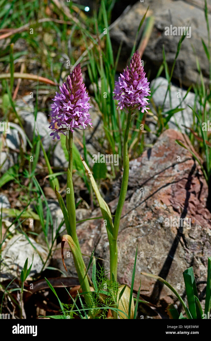 Anacamptis pyramidalis près d'orchidée pyramidale, poussent à l'état sauvage dans la campagne de Chypre Banque D'Images