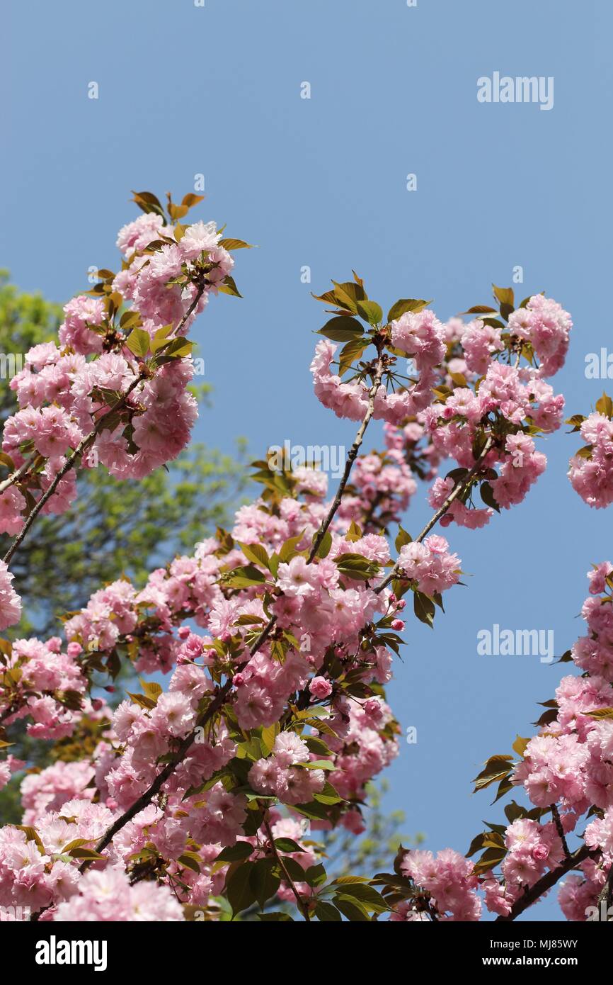 Fleurs rose de cerisier du Japon (Prunus serrulata) Banque D'Images