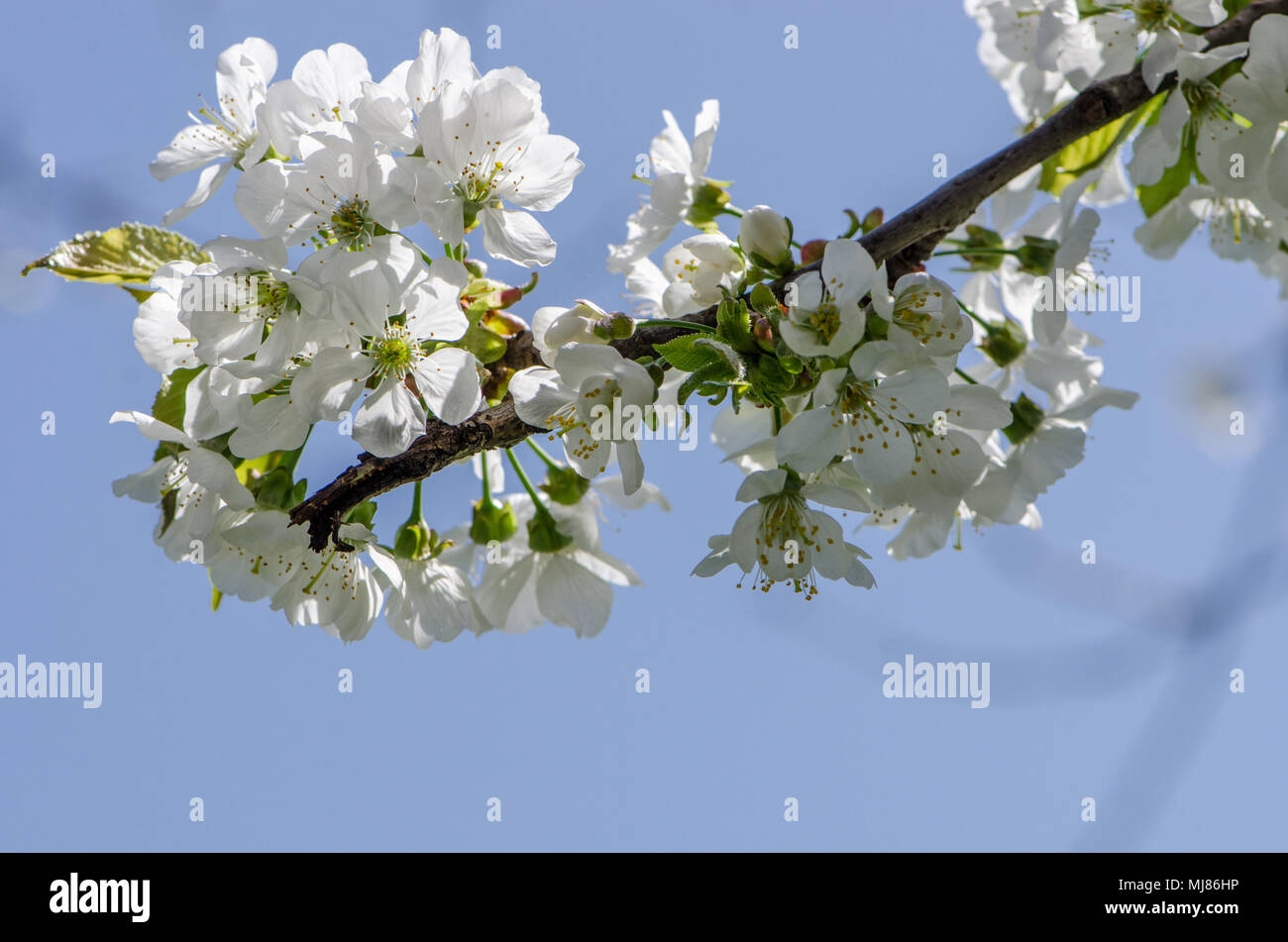 La direction de fines fleurs de cerisier blanc sur le ciel bleu et blanc-rose Apple Blossoms avec abeille Banque D'Images