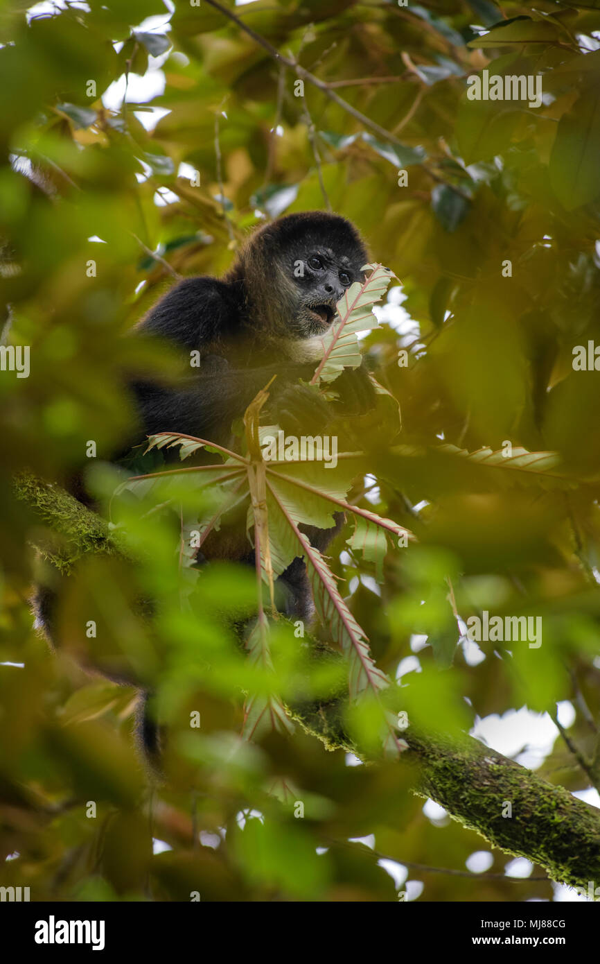Singe araignée d'Amérique centrale - Ateles geoffroyi, singe araignée disparition de forêts de l'Amérique centrale, le Costa Rica. Banque D'Images