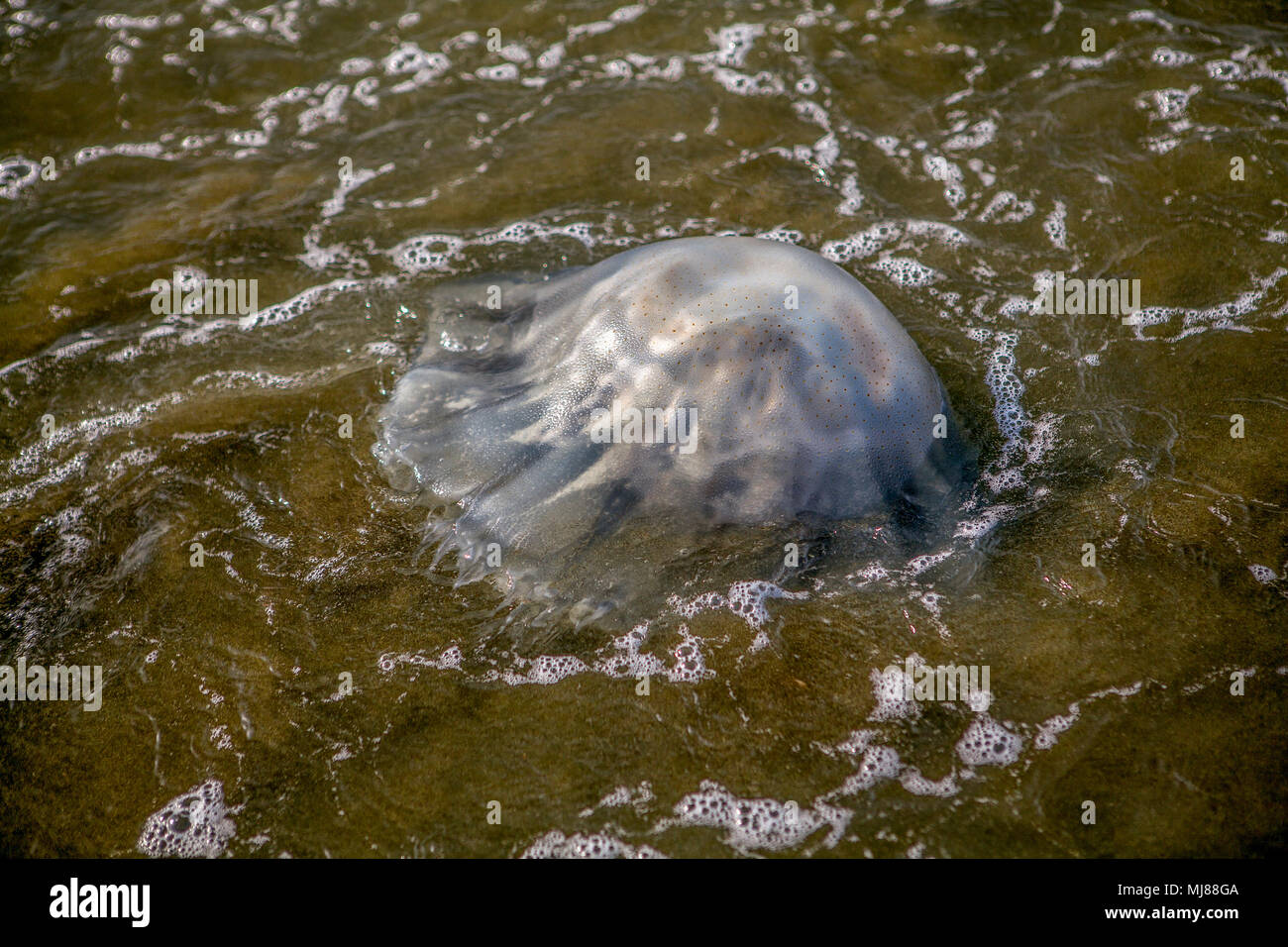 Une méduse de lune (Aurelia aurita), fréquent dans le monde, c'est échoué sur la plage de Baybay, Roxas City, Philippines, l'île de Panay. Sa cloche est semi-tran Banque D'Images