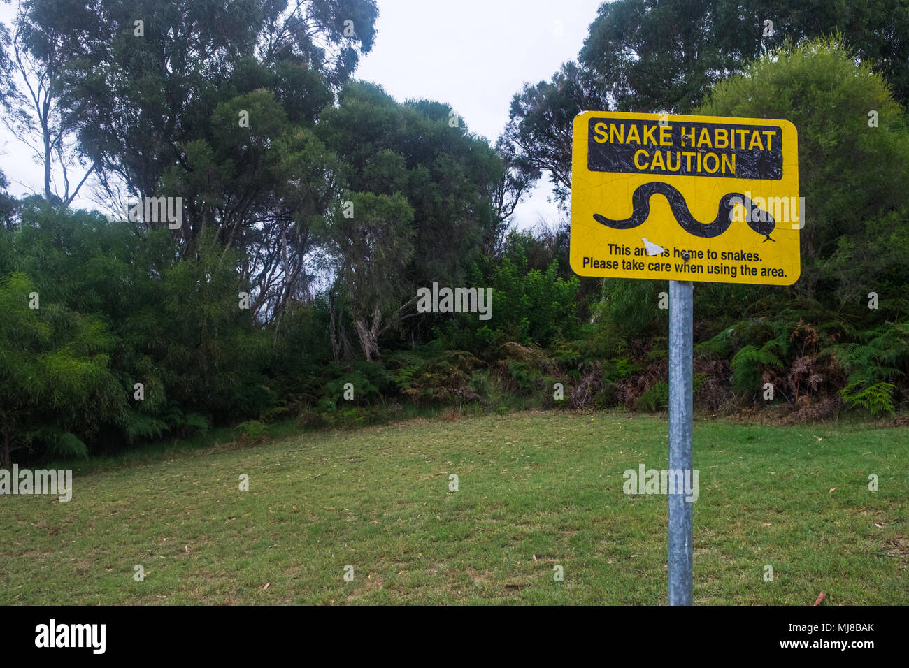 Avertissement Pour des raisons juridiques, Serpent serpents - aggressiveWestern pas l'Australie, l'ouest de l'Australie, W L'Australie, WA Banque D'Images