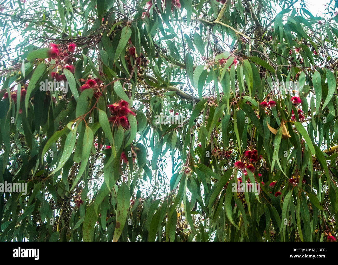 Floraison rouge en Yellagonga eucalyptus gum tree Park Banque D'Images