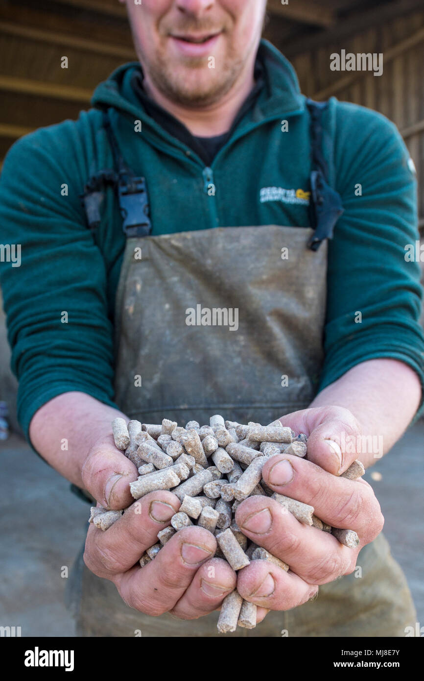 Farmer holding l'alimentation des bovins de chauffage Banque D'Images