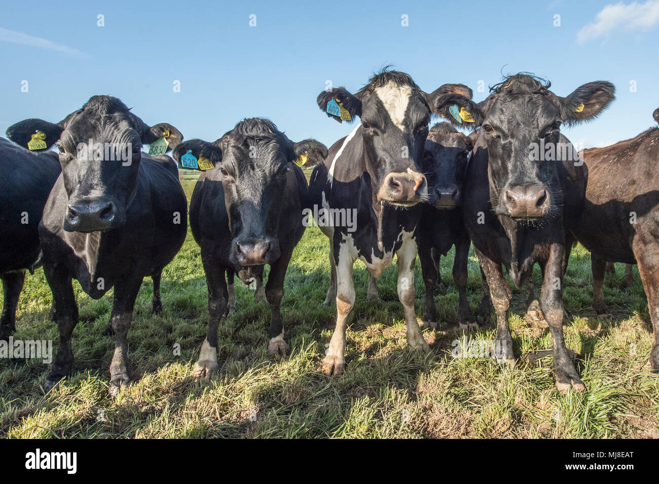 vaches dans un champ Banque D'Images