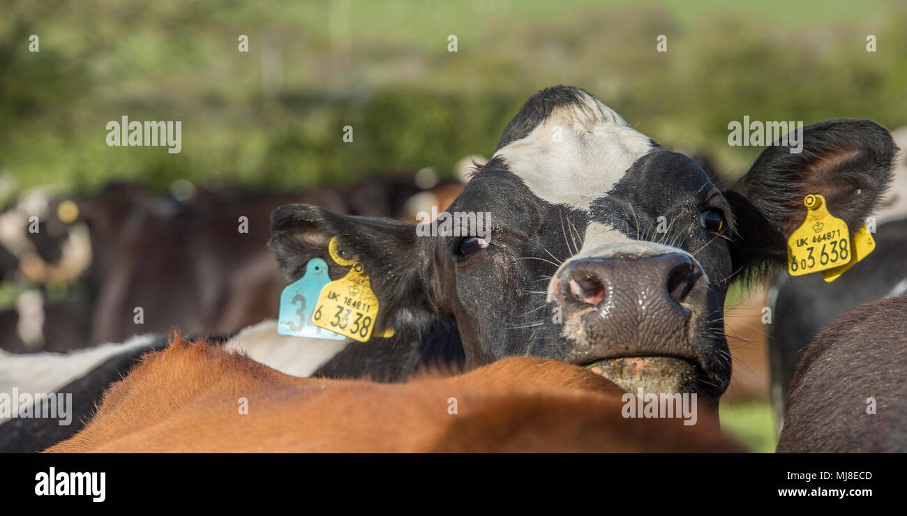vache laitière en gros plan, dans un troupeau Banque D'Images