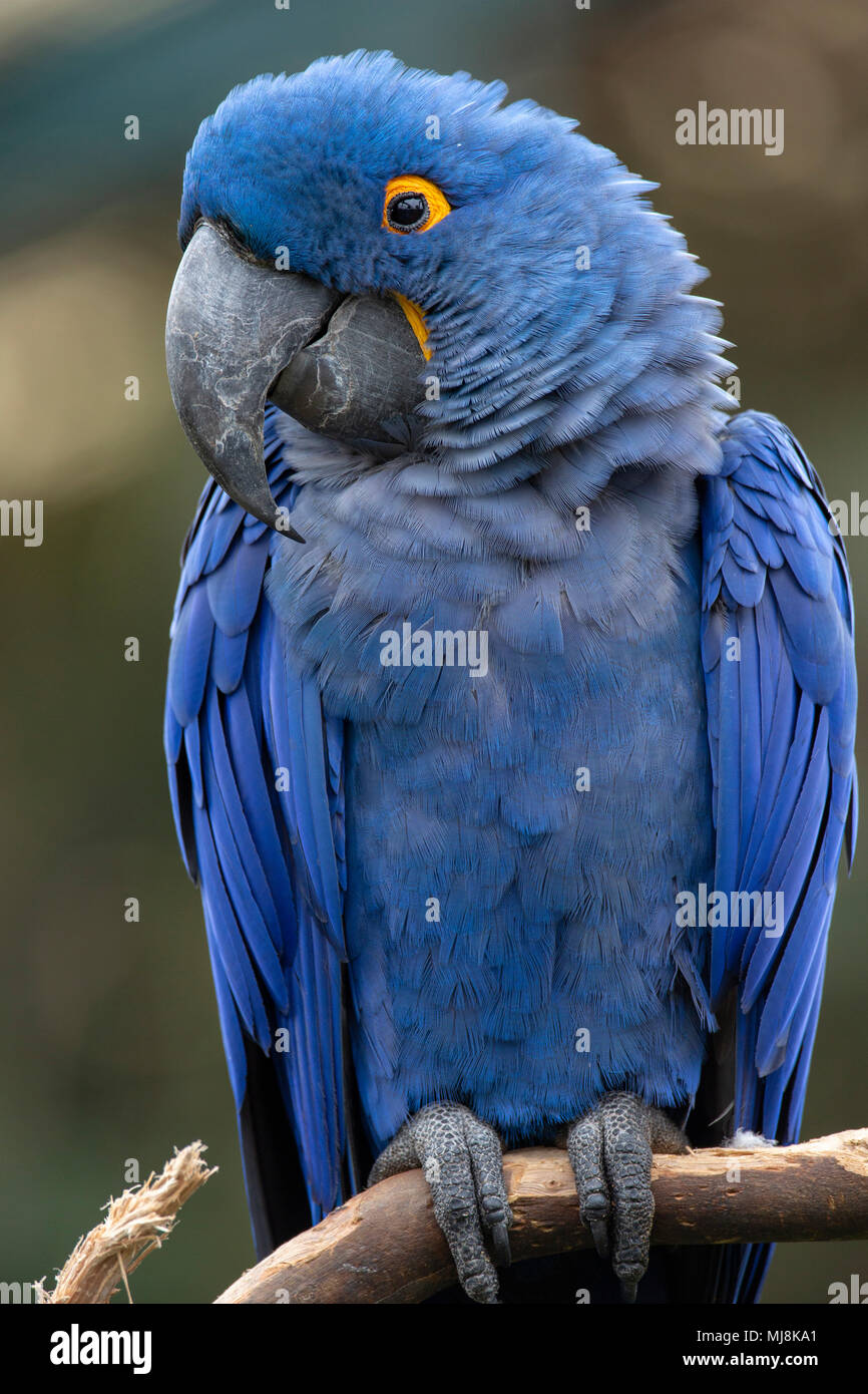 Ara de Lear (Anodorhynchus leari) Banque D'Images