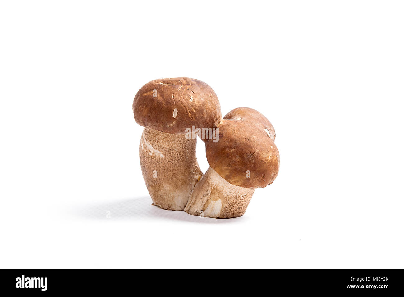 Récolté à l'automne étonnant triple champignon comestible boletus edulis (cèpes) connu sous le nom de champignons porcini isolé sur fond blanc. Banque D'Images