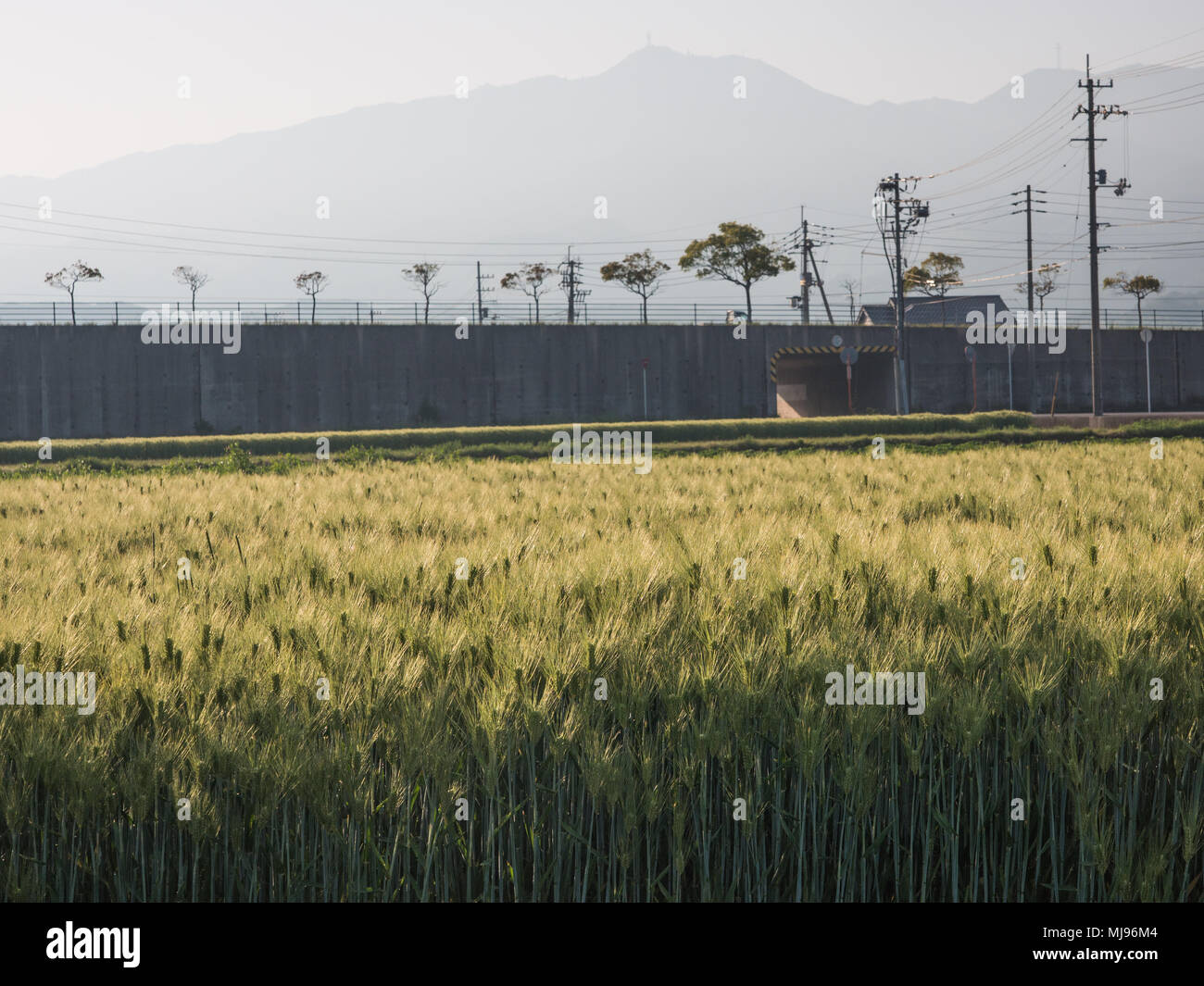 Paysage rural japonais. Un champ d'orge, presque prêts pour la récolte. Ehime, Shikoku, Japon Banque D'Images