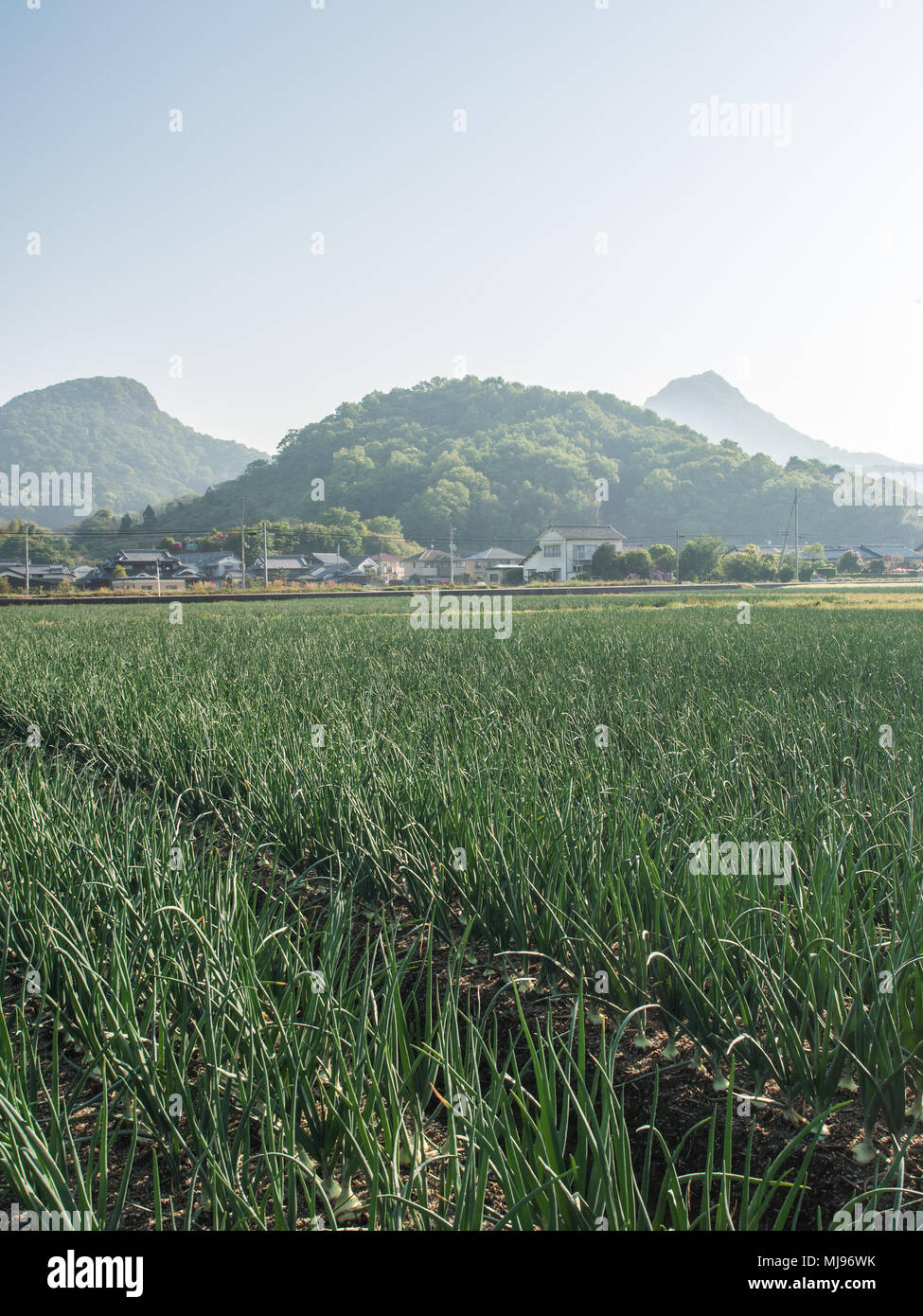 Paysage rural japonais au printemps, l'oignon récolte dans le champ avec Forest Hills et maisons. Ehime, Shikoku, Japon Banque D'Images