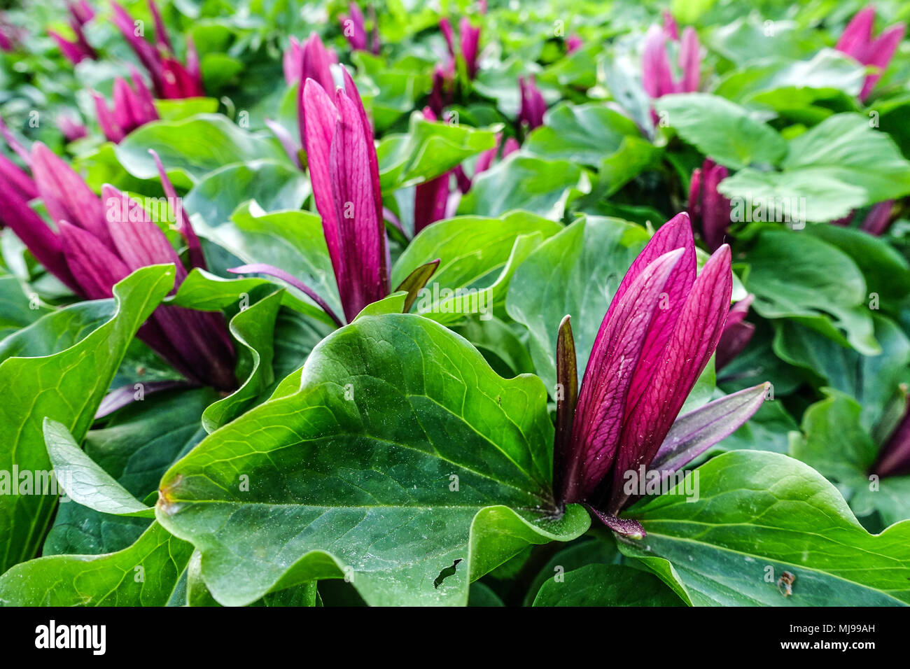 Trillium kurabayashii, wakerobin violet géant Lily de bois américain Banque D'Images