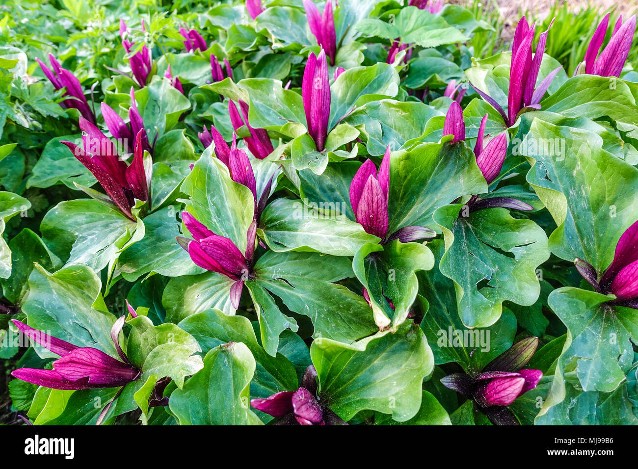 Réseau Trillium kurabayashii, giant purple wakerobin Banque D'Images