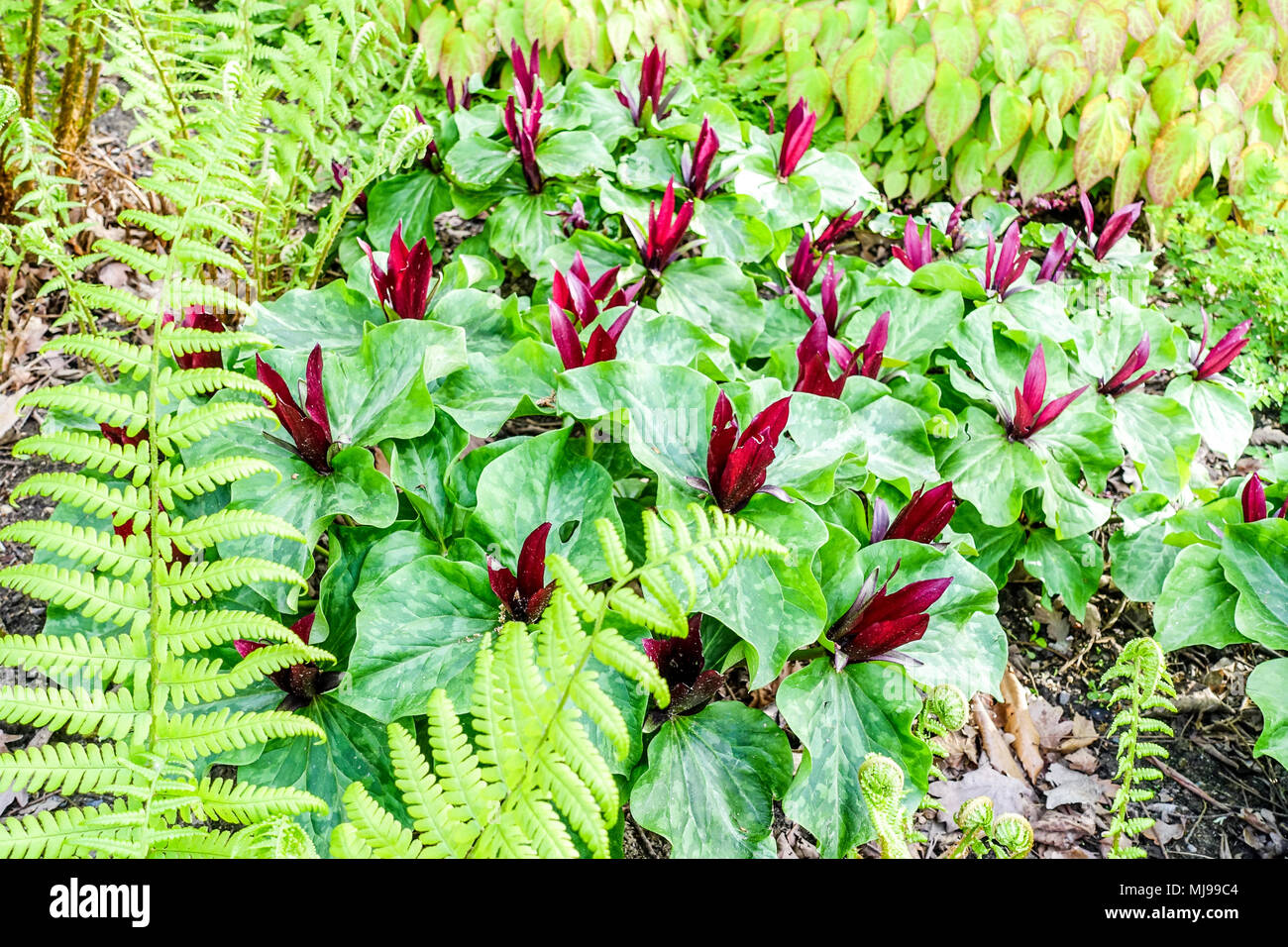 Réseau Trillium kurabayashii, giant purple wakerobin, fougère et plante en fleurs Banque D'Images