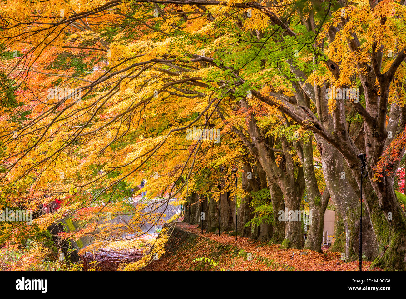 Corridor de l'érable près du lac Kawaguchi, le Japon au cours de l'automne. Banque D'Images