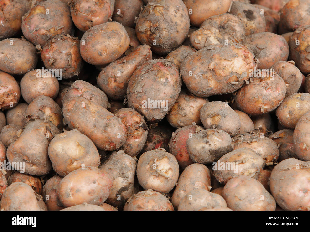 Close up de pommes de terre fraîches. Banque D'Images