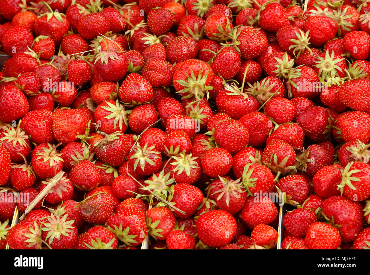 Fraises fraîches pour la vente. Banque D'Images