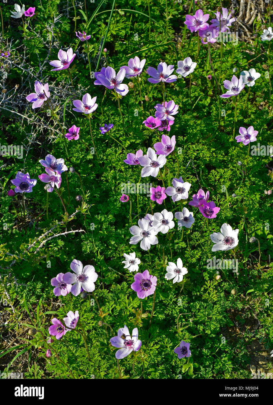 De près de l'anémone anémone coronaria pavot sauvage de plus en plus dans la campagne de Chypre Banque D'Images