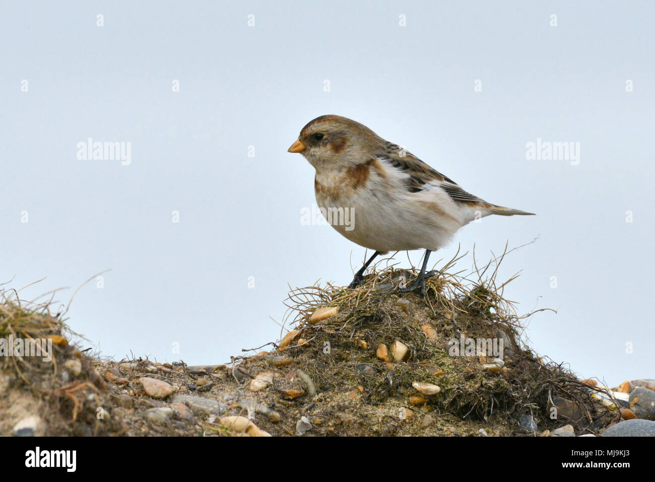 Bruant des neiges - Plectrophenax nivalis Banque D'Images