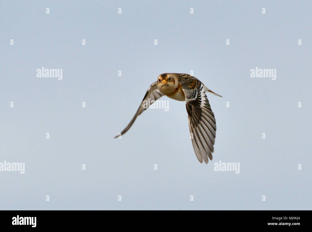 Bruant des neiges - Plectrophenax nivalis Banque D'Images