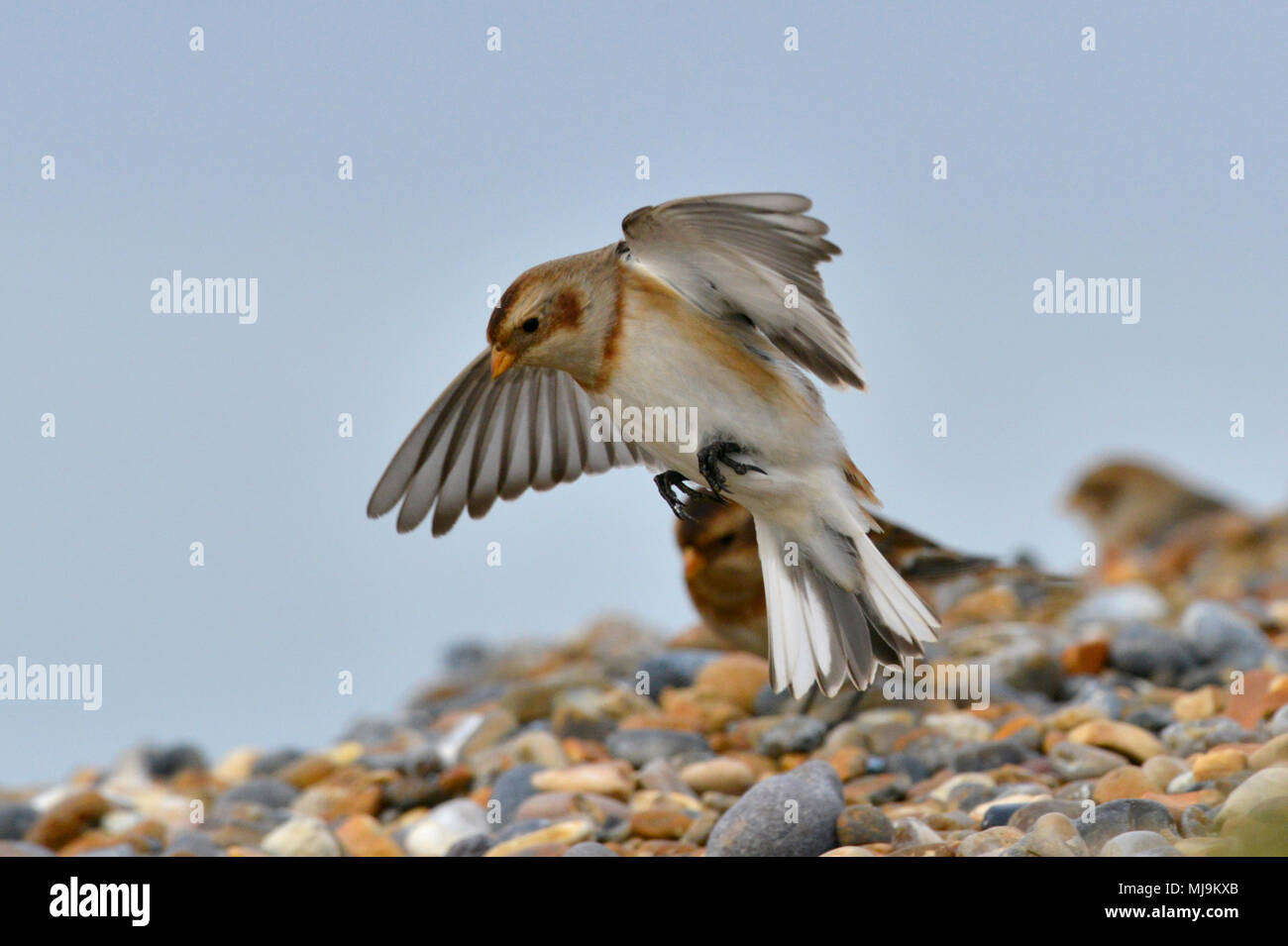 Bruant des neiges - Plectrophenax nivalis Banque D'Images