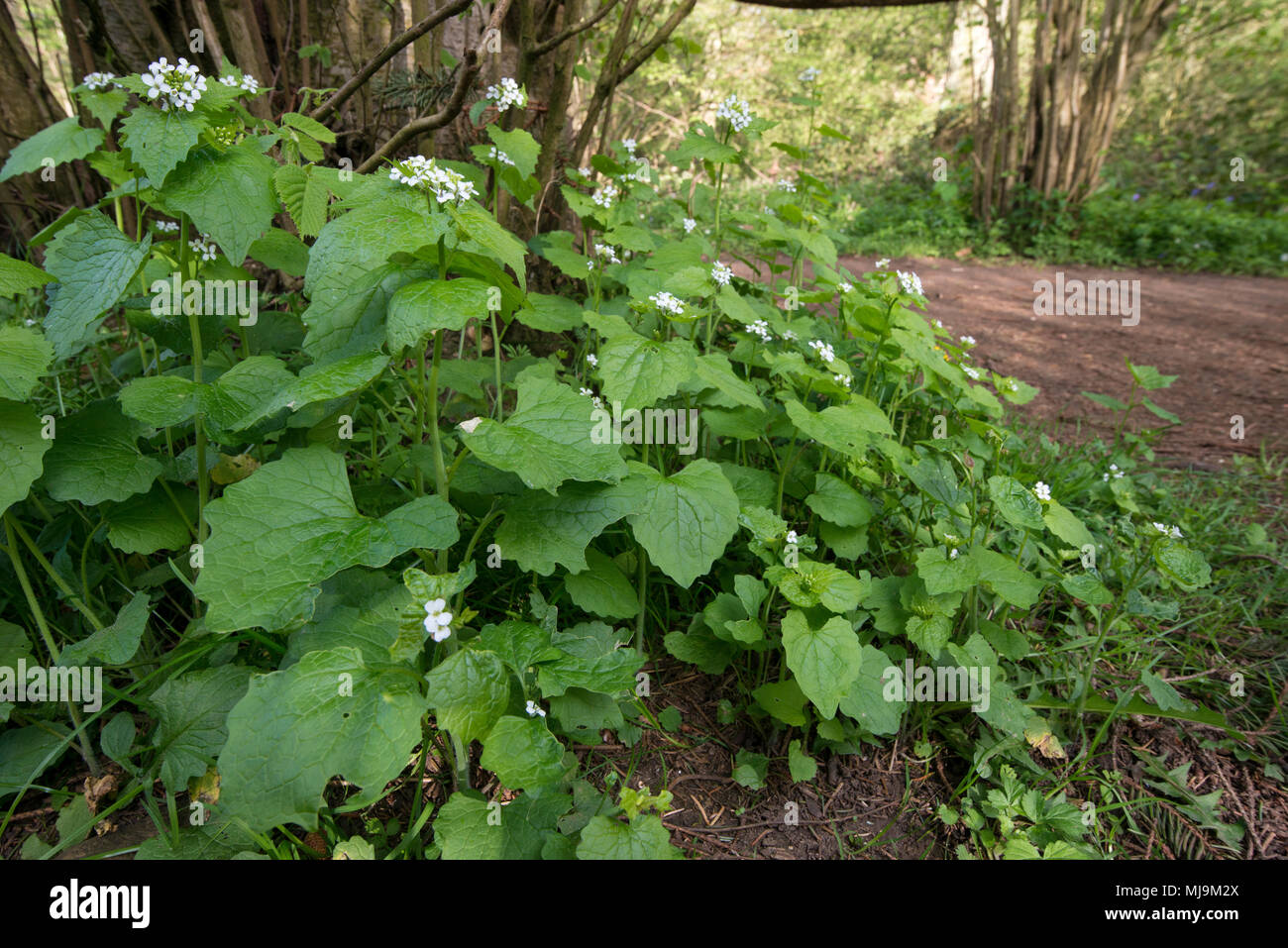 L'alliaire officinale - Alliaria petiolata, Stoke, bois, Bicester Oxfordshire Banque D'Images