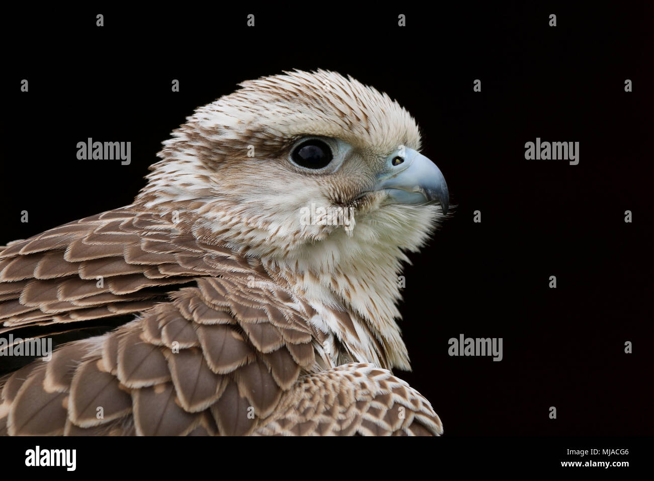 Tête portrait d'un faucon sacre (Falco cherrug) sur un fond noir Banque D'Images