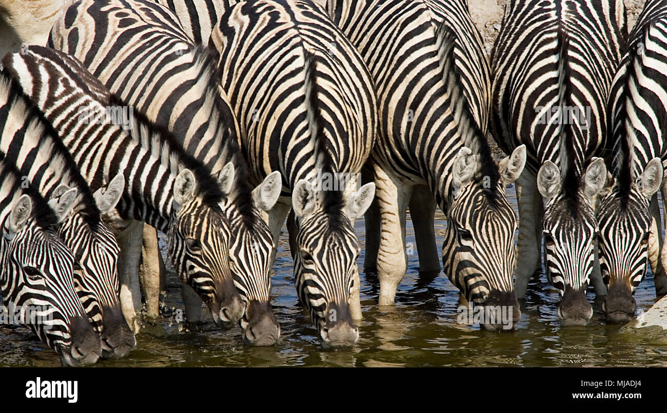 Ligne de moule de l'alcool au point d'eau, Camp de Moringa Halai, Etosha National Park, Namibie Banque D'Images