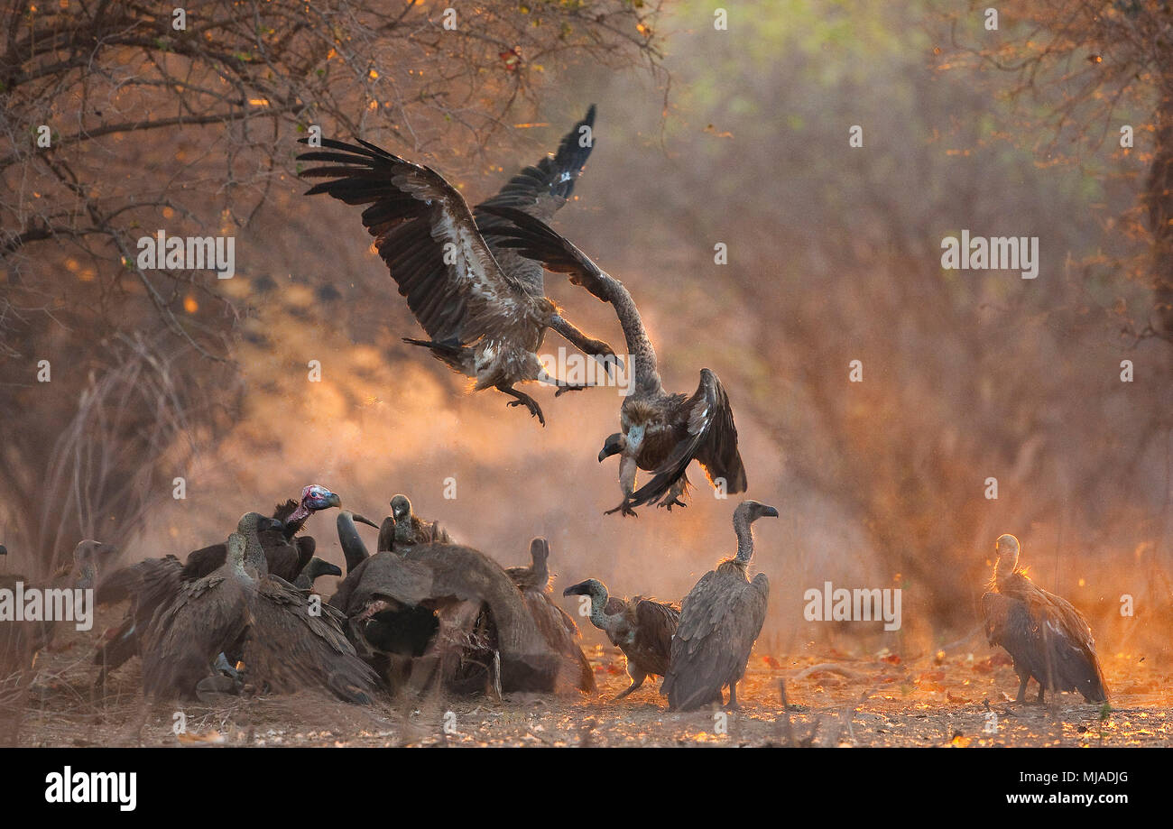 Les vautours adossés blanc (Gyps africanus) dans les airs se disputant sur une carcasse de bison, Mana Pools National Park, Zimbabwe Banque D'Images
