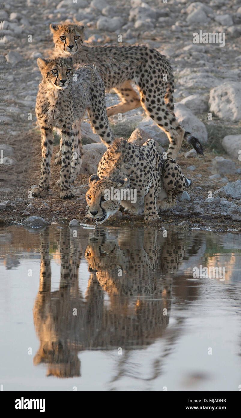 Guépard femelle et deux oursons de boire à un trou d'eau dans le parc national d'Etosha gagner tôt le matin, la lumière et les reflets dans l'eau Banque D'Images