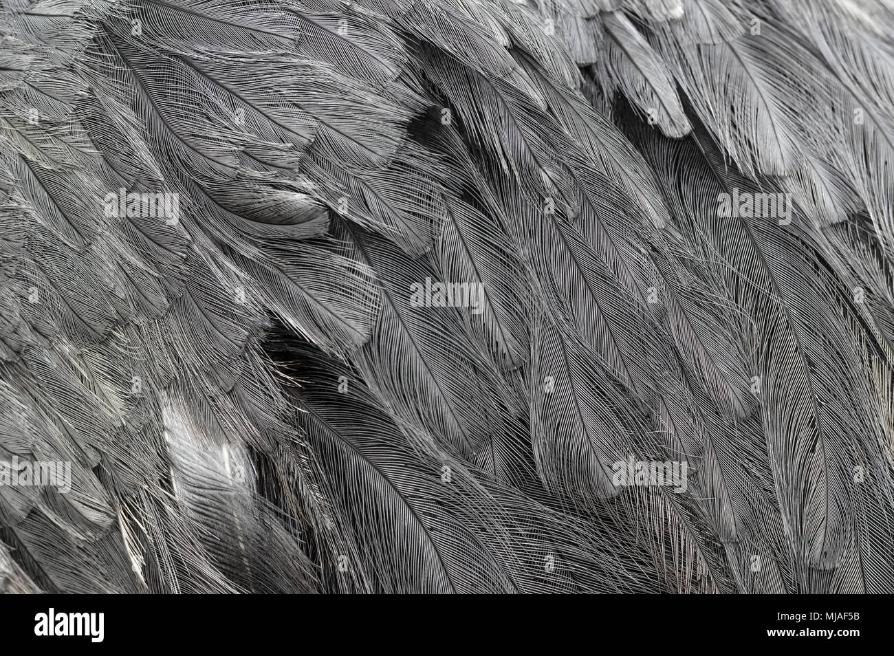 La texture des plumes d'Autruche Banque D'Images