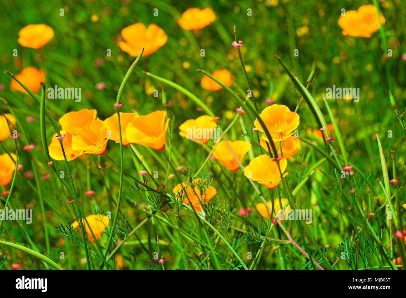 Un champ de coquelicots orange sauvage croissant sur les bords de route. Banque D'Images