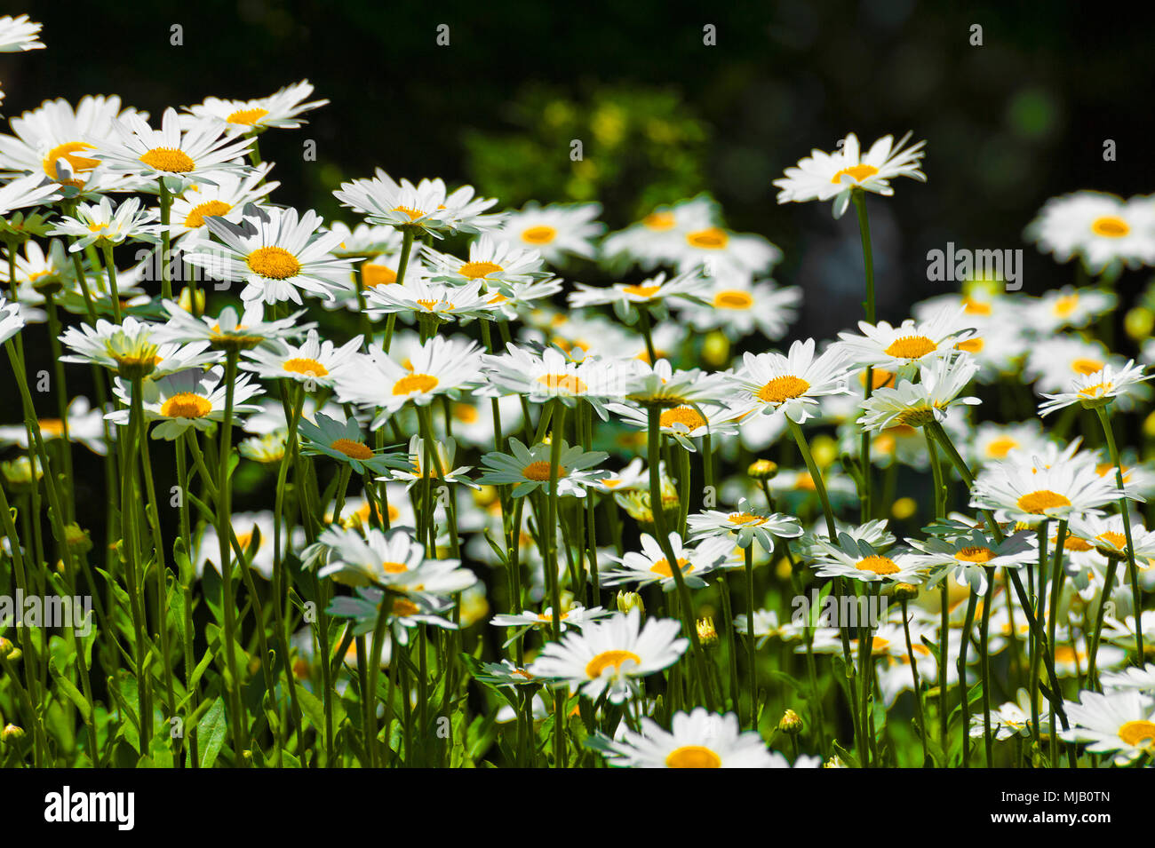 Close up of flower bed de tribunes shasta blanc Banque D'Images