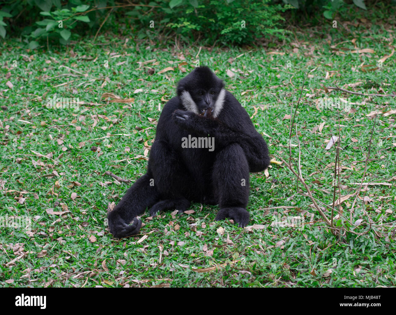 Un gibbon noir sur le terrain Banque D'Images