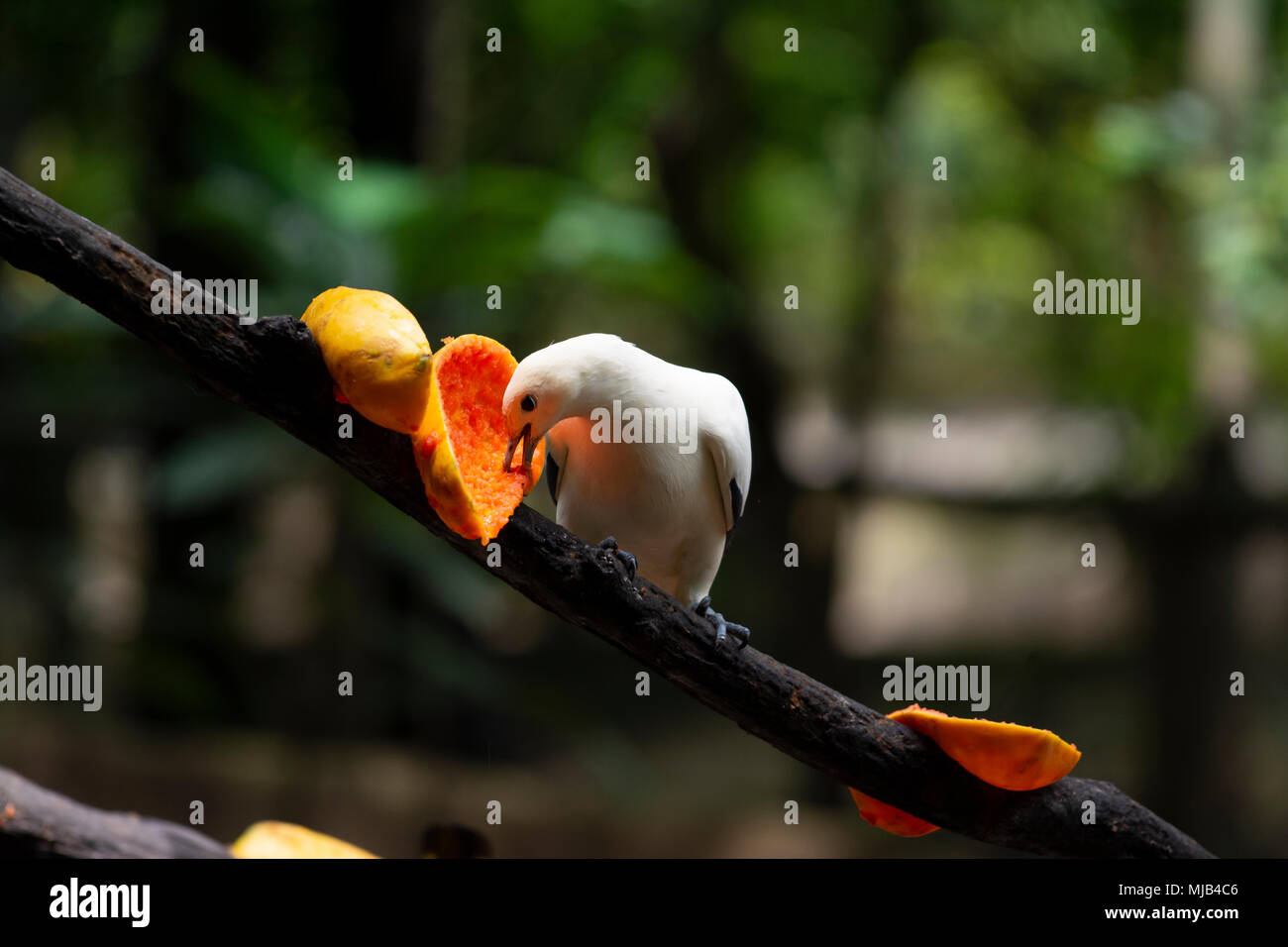 Un oiseau est eating fruit Banque D'Images