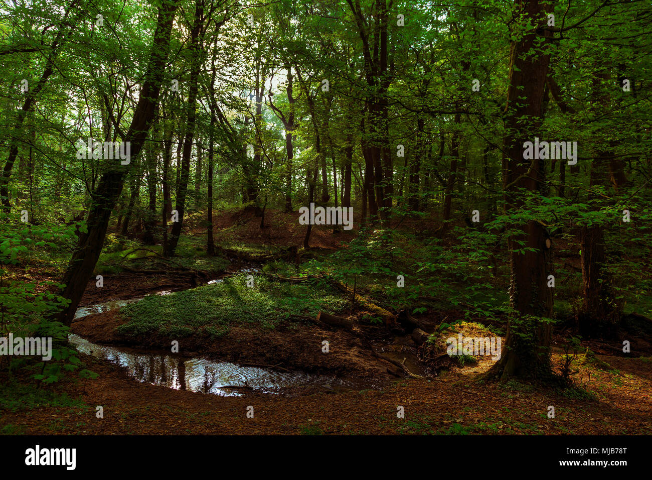 Les feuillus allemand typique des forêts de hêtre au printemps, Mülheim an der Ruhr, Allemagne Banque D'Images