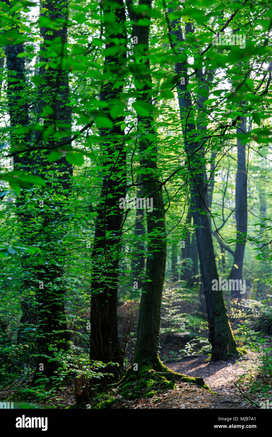 Les feuillus allemand typique des forêts de hêtre au printemps, Mülheim an der Ruhr, Allemagne Banque D'Images