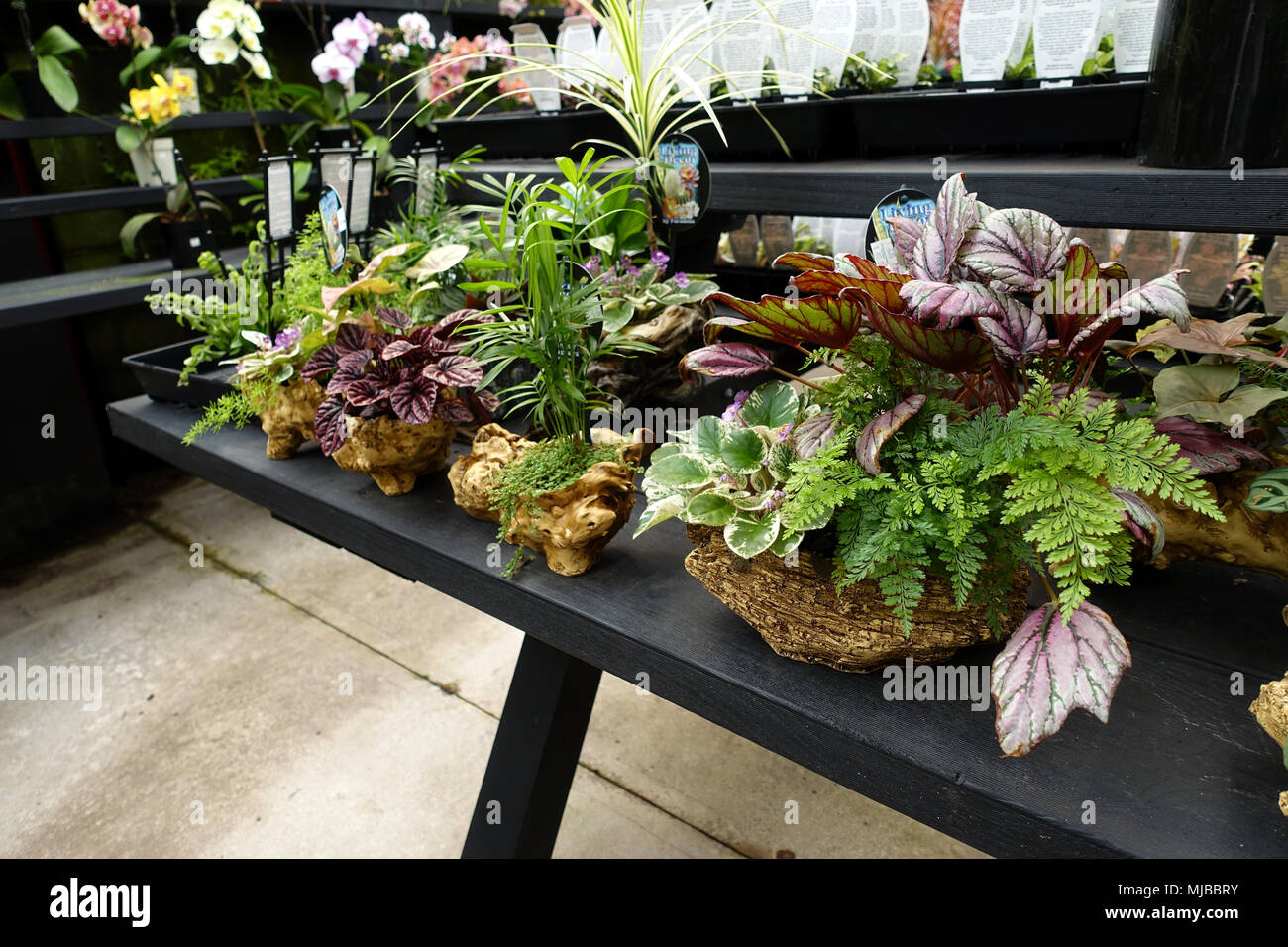 Sélections de plantes d'intérieur dans des pots décoratifs Banque D'Images