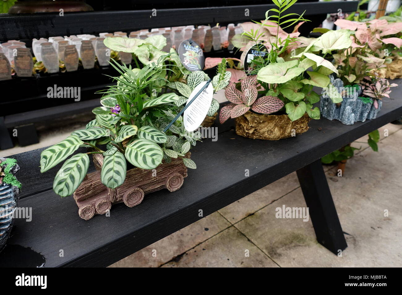 Sélections de plantes d'intérieur dans des pots décoratifs Banque D'Images